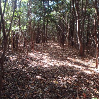 下山　要所にピンテあり。