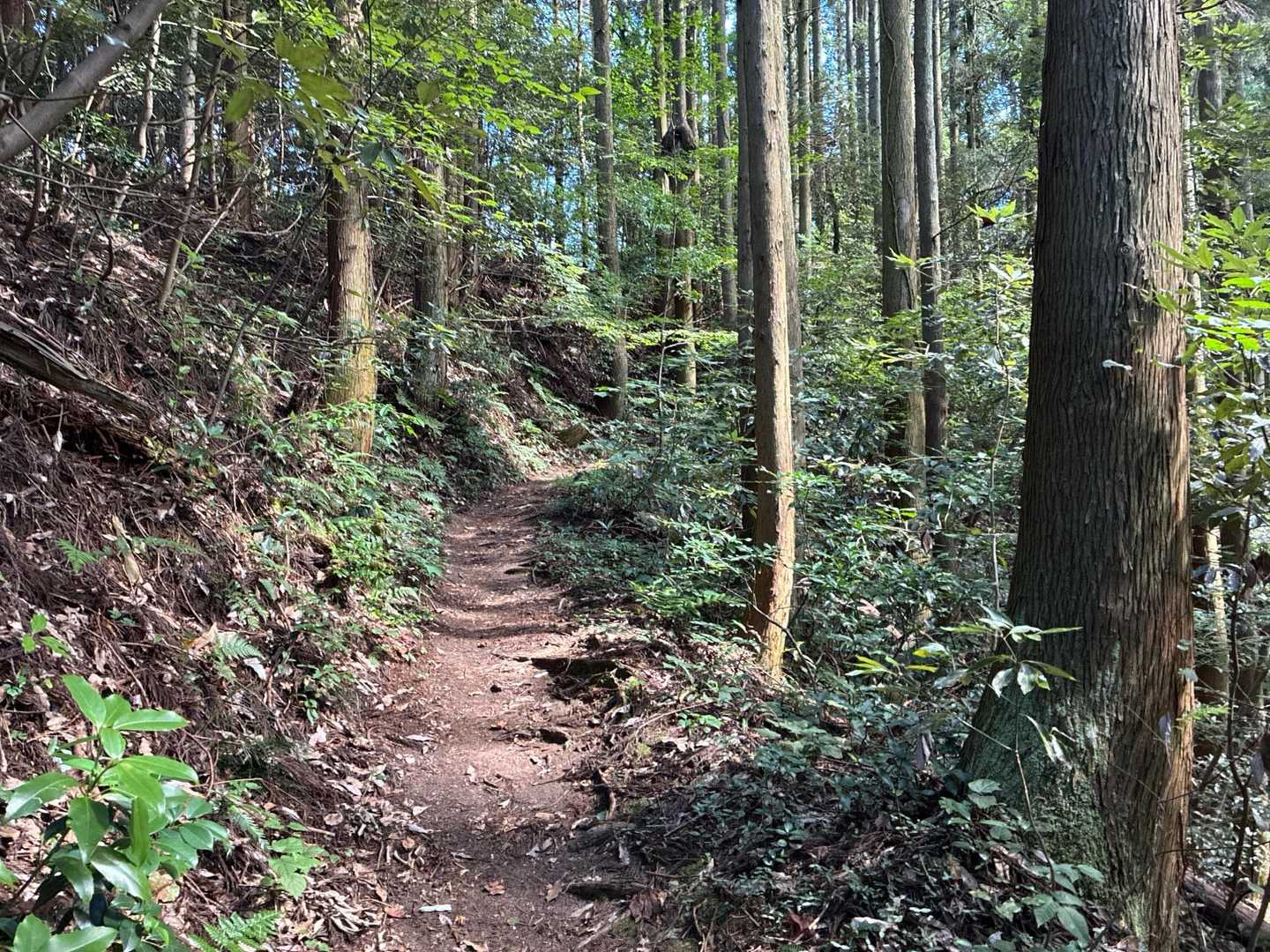 宝達山 | 加賀藩の金山伝説と水源の森を擁する信仰の山、２霊山の大展望を堪能の写真