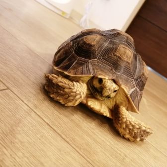 のの