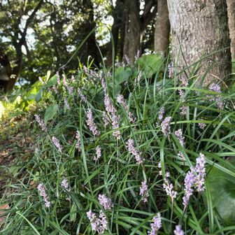 ベンチの後ろに、ヤブランの群生
この先の、祠のピークまで行きます