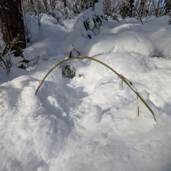 トラップたくさん💦
気にせず突進したいのですが、なにせ笹丈がある上に雪で埋もれているため、突進できずに踏み倒す😤