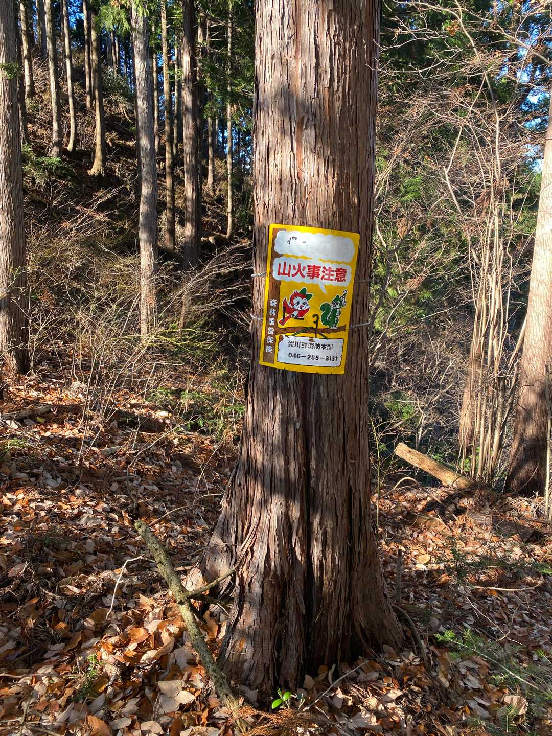 ここにもリス🐿️
懐かしいデザインですが、新しそう
