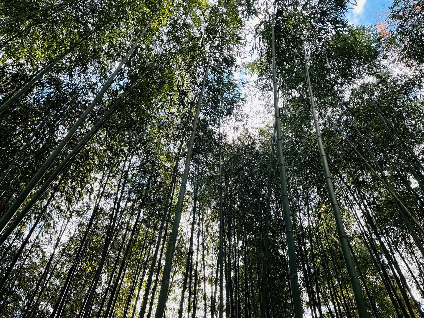 龍王山 往復コースの写真