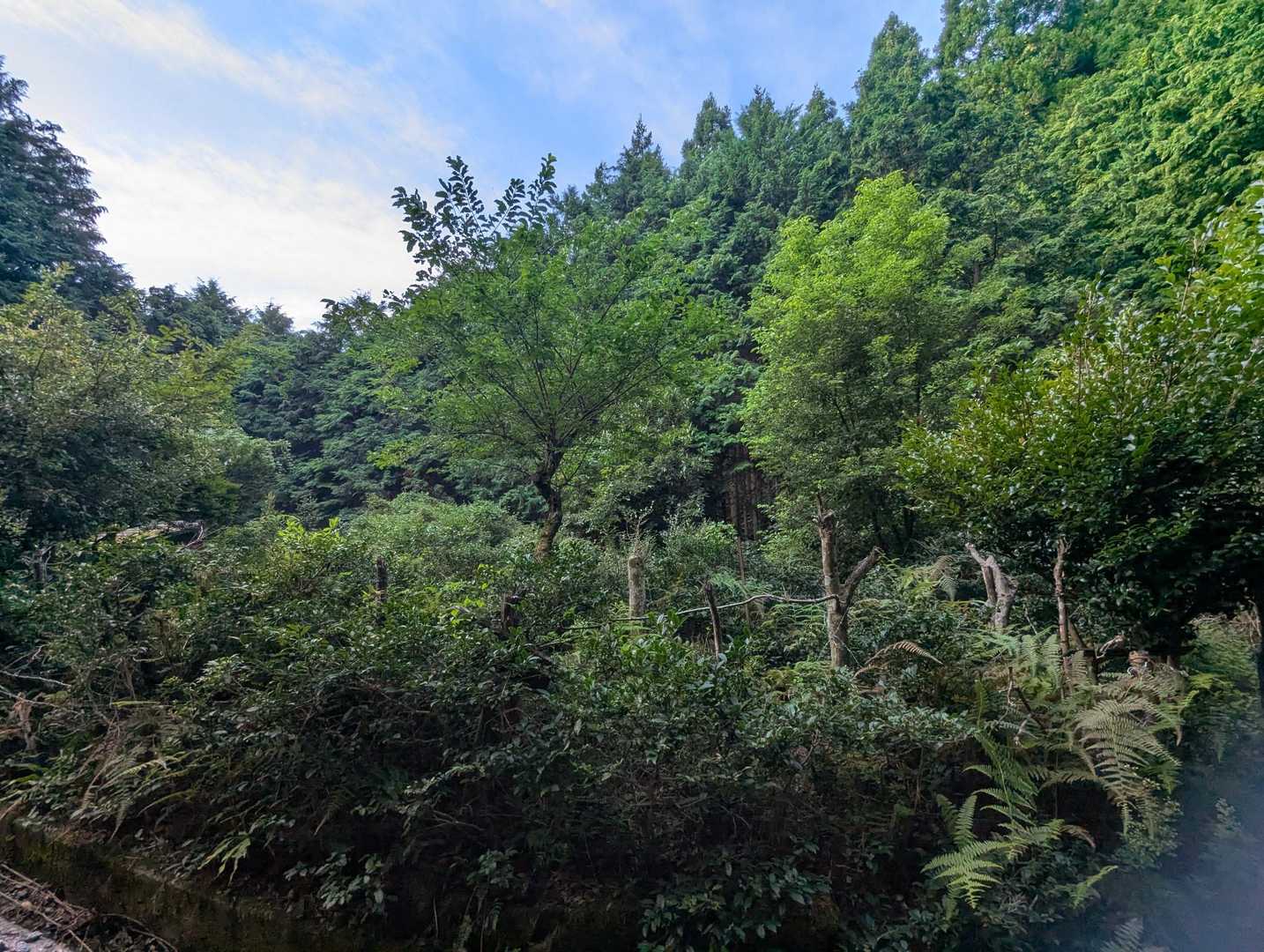 売り土地はこんな感じ😳

誰か買うかな