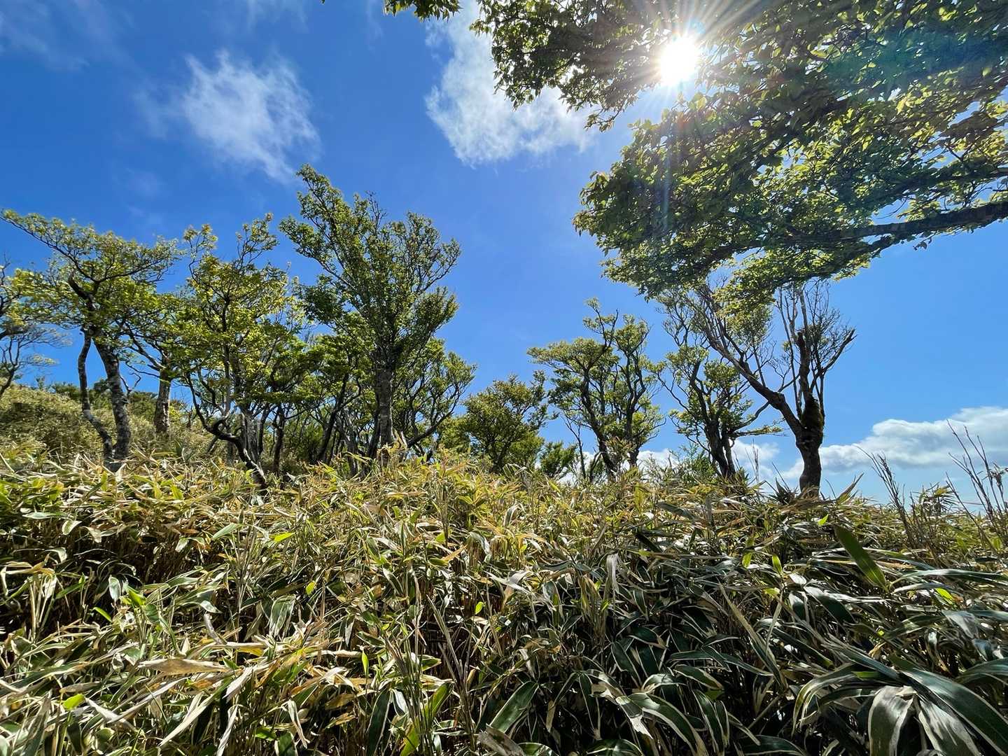 仁科峠-風早峠-魂の山-土肥峠-吉奈峠-棚場山-土肥峠 縦走コースの写真