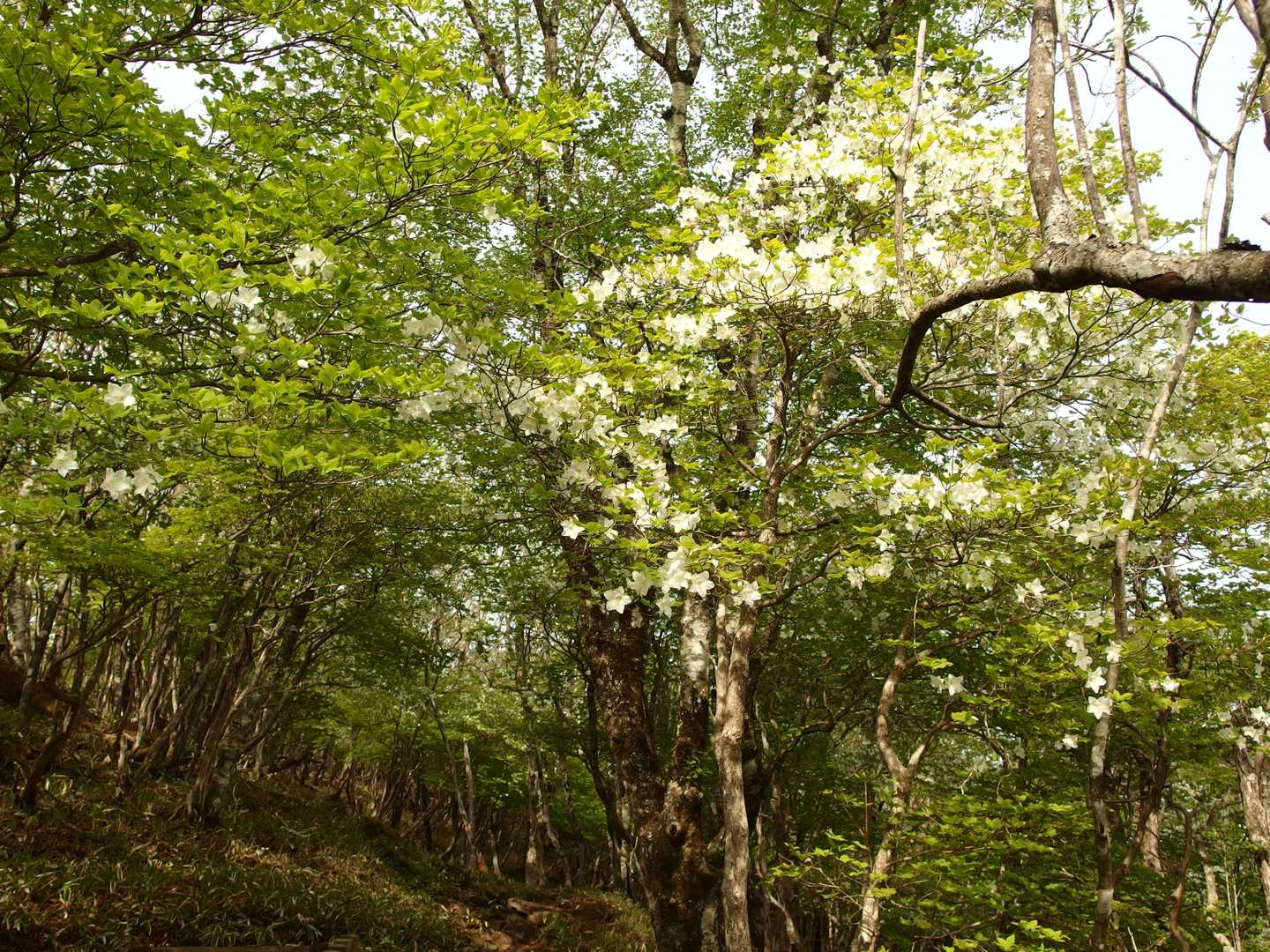 登りからシロヤシオ
でもトンネルになるほどじゃないかな