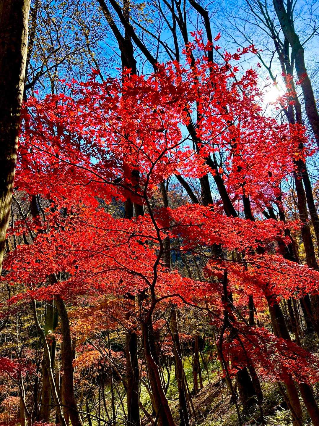 きれいな紅葉5