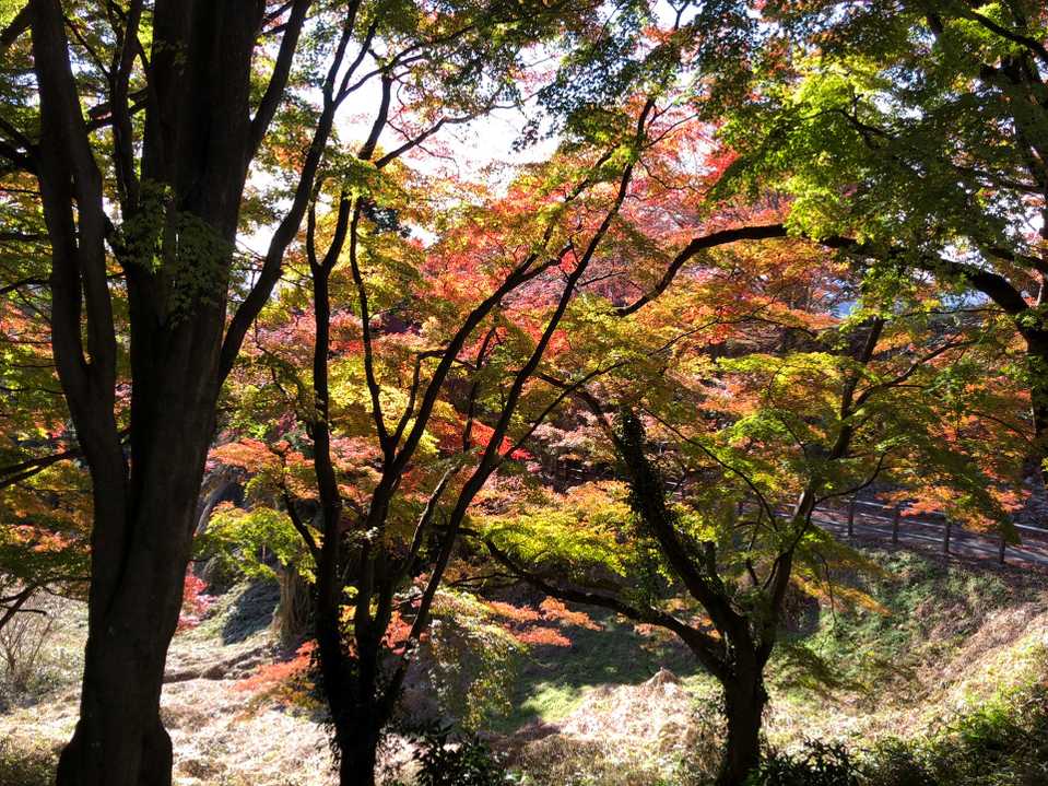 秋になればモミジはみんな赤くなると思っていたけれど、こんな美しいグラデーションで彩られる