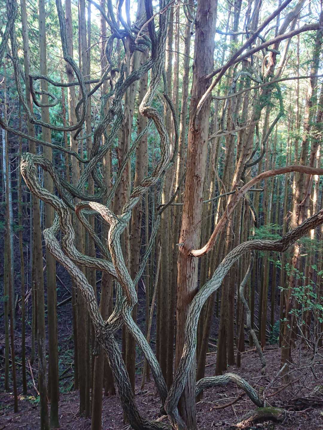 どないかなってる
迷走な木😁
