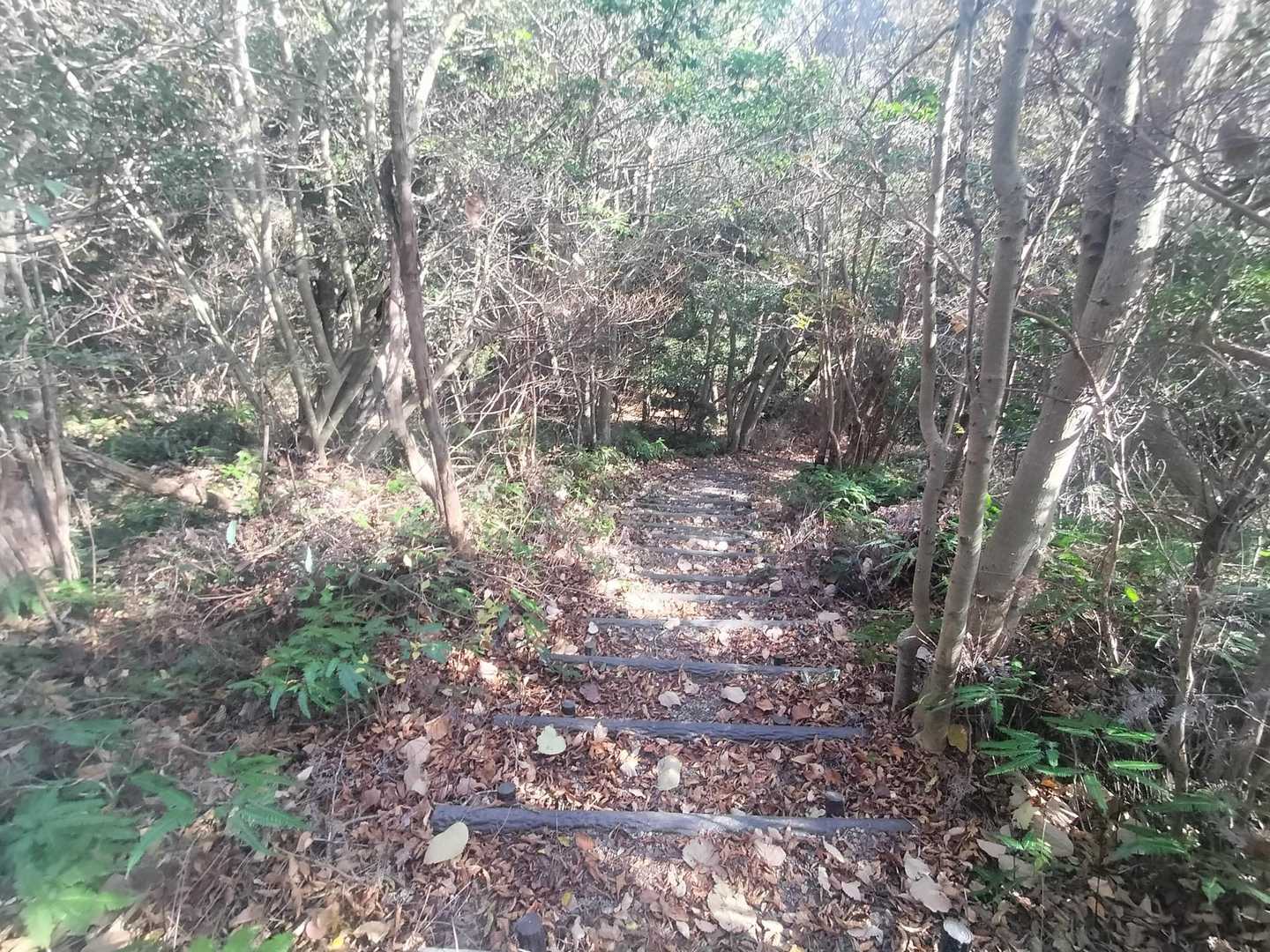 登山道の7割は階段です
この時期は要注意！
落ち葉の下は大きめの枝や石があります
アップダウンもほどよくあります