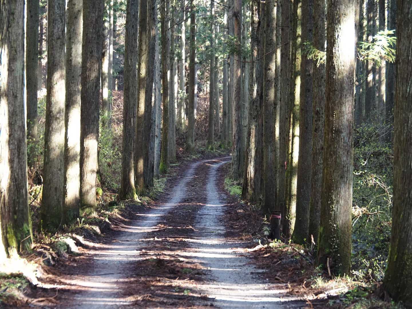 気持ちいい朝の木漏れ日