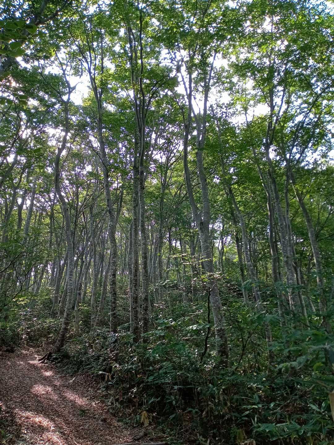当間山 往復コースの写真