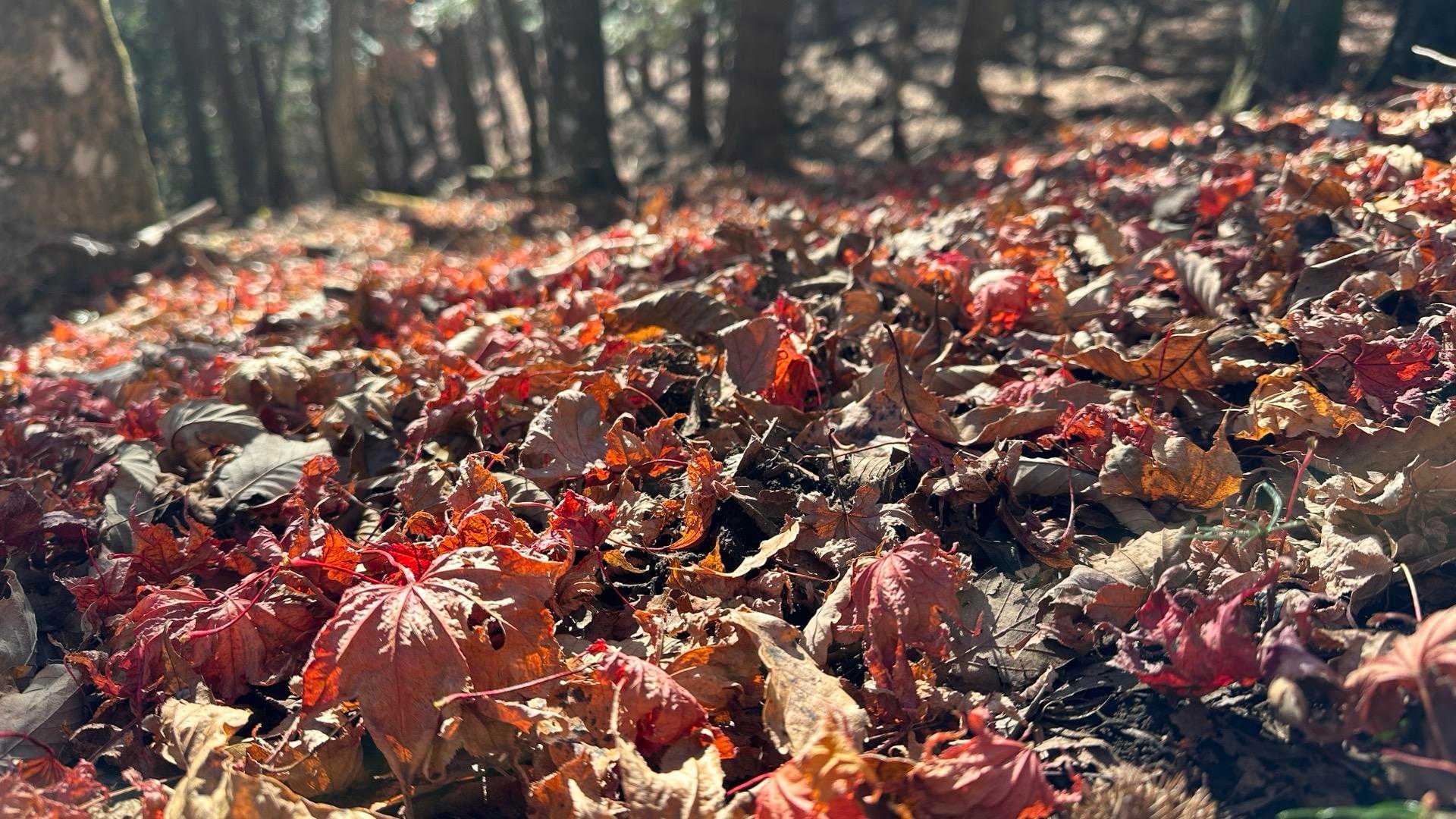 足和田山-三湖台-紅葉台入口バス停 縦走コースの写真