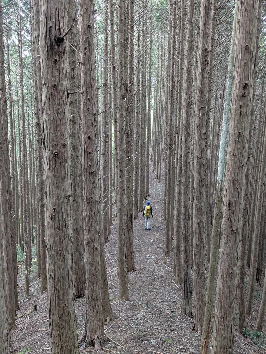 まっすぐに伸びるスギ木立の中を歩く

こんな登山道もあるけど👍
このシャクナゲコース
　　実は激下りもあります😅

スギの枝葉が登山道を覆う

これからの時期はヤマビル注意です😱