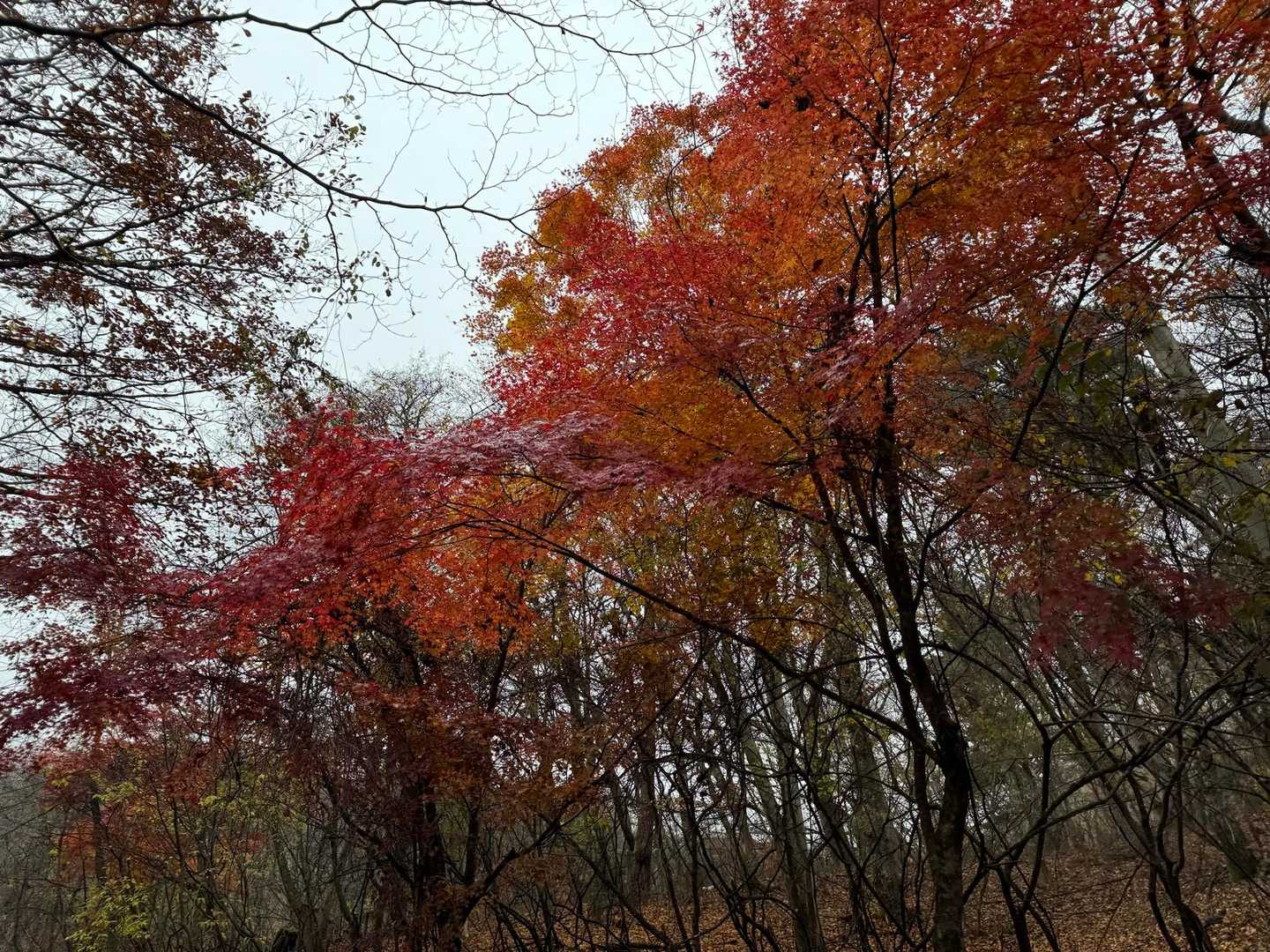 土曜日だけどお天気悪いから紅葉狩り渋滞緩和されるかな、というのは甘かった…
中央道は案の定で河口湖の新しい道の駅にも寄ったので遅いスタート
雨具いるかいらないか微妙〜な細かい霧雨です。
大型バスなので登山口🅿️より少し下で降りてスタート！