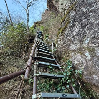ハシゴ　頑張ります