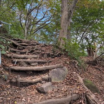 根っこに気をつけて歩きます🚶‍♀️