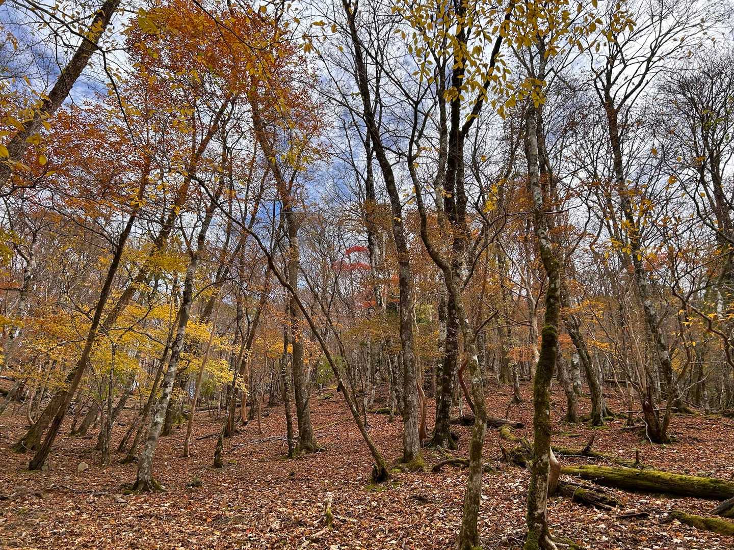 紅葉を楽しみながら、