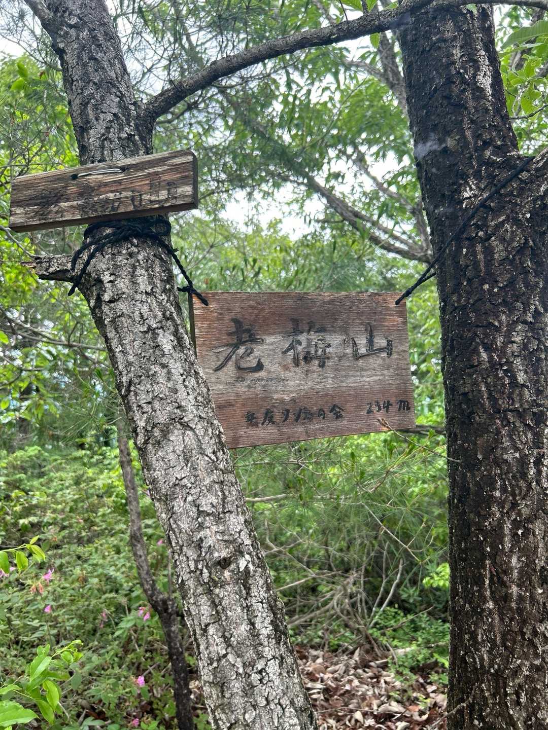 老梅山 往復コースの写真