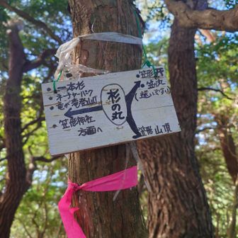 さて下山です。歩く人も少ない為、藪漕ぎ覚悟してましたが、とても綺麗に整備されてました。でも行く手に蜘蛛の巣が。折角張った立派な巣を壊すのは忍びないけど、枝で払いながら進みました。