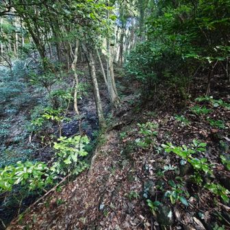 山道はとても分かりやすい。さすがに人気のお山。