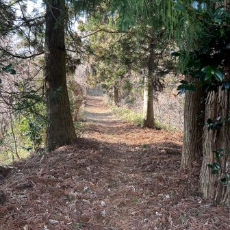 もう少し歩いて山頂を目指す🚶‍♀️
夕方、大島から早馬山を見た時、ここが水平で馬の背に見えこの先のチョット高い山頂が頭に見えました🫏
