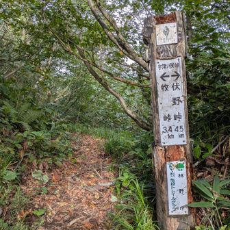 宇津ノ俣峠(うつのまたとうげ)

もうかなり疲れがたまってきている。午後から雨🌧️の予定だから休憩も取らずに歩いている🚶🏻‍♀️

ここから先がつらかったぁ～

30mくらいの急な山を4つくらい上り下りする感じ。