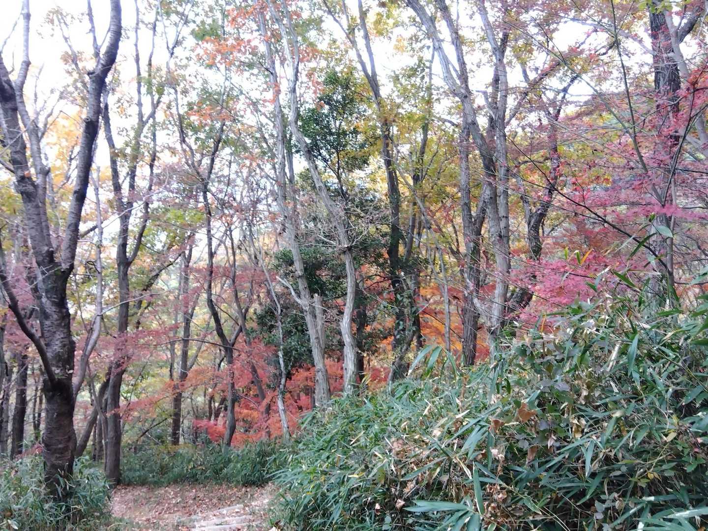 ウグイス園地🌳経由も素敵🍁ですね～