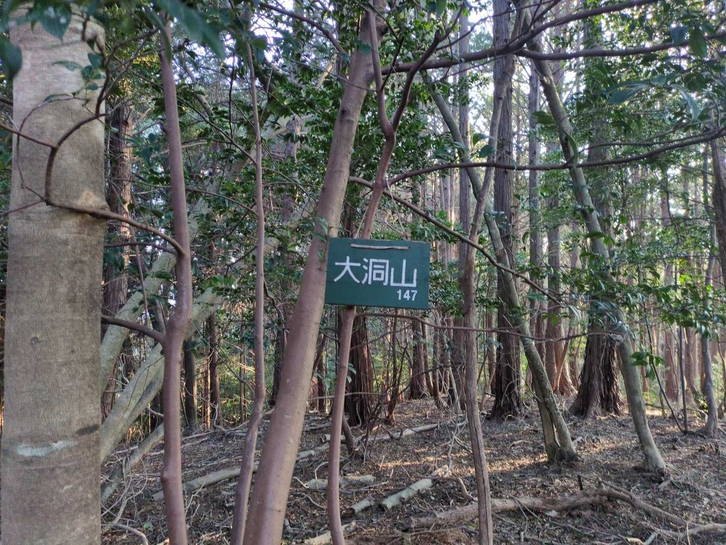 大洞山 往復コースの写真