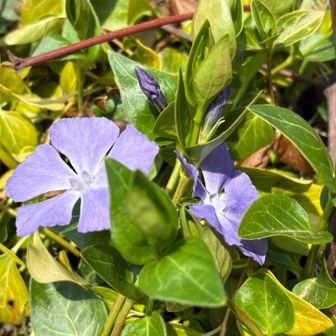 ツルニチニチソウ