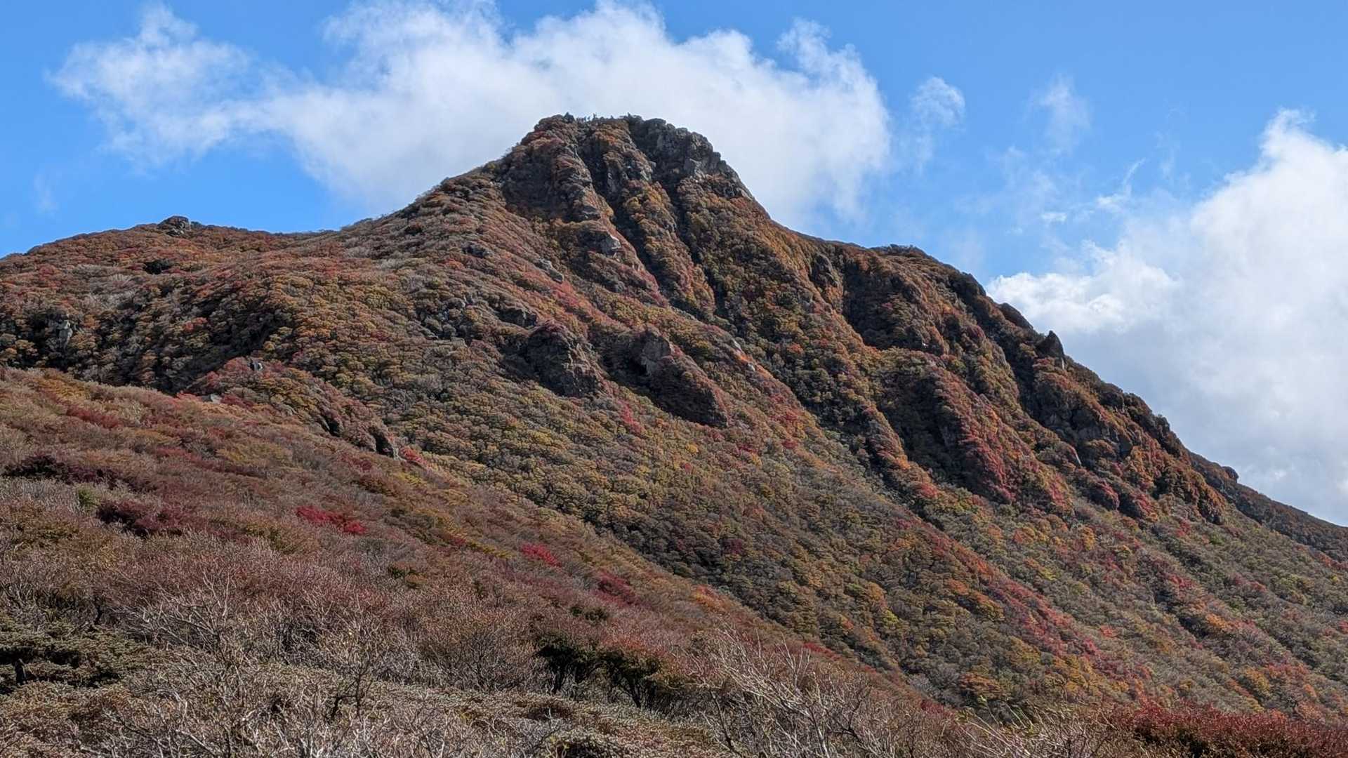 ドウダンツツジの色づきはイマイチ