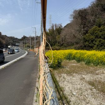 道路沿いに菜の花がいっぱい