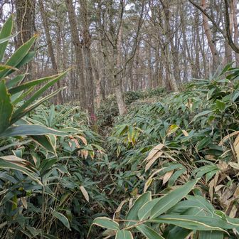 寄ってきてるけど道は見えるし問題なし
このまま山頂着いちゃうのでは？