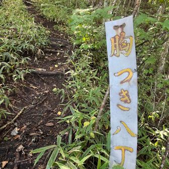 急登が続きますなめてました😭