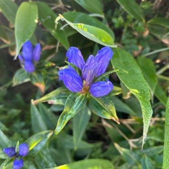 エゾオヤマリンドウ→花が上部に集中してる