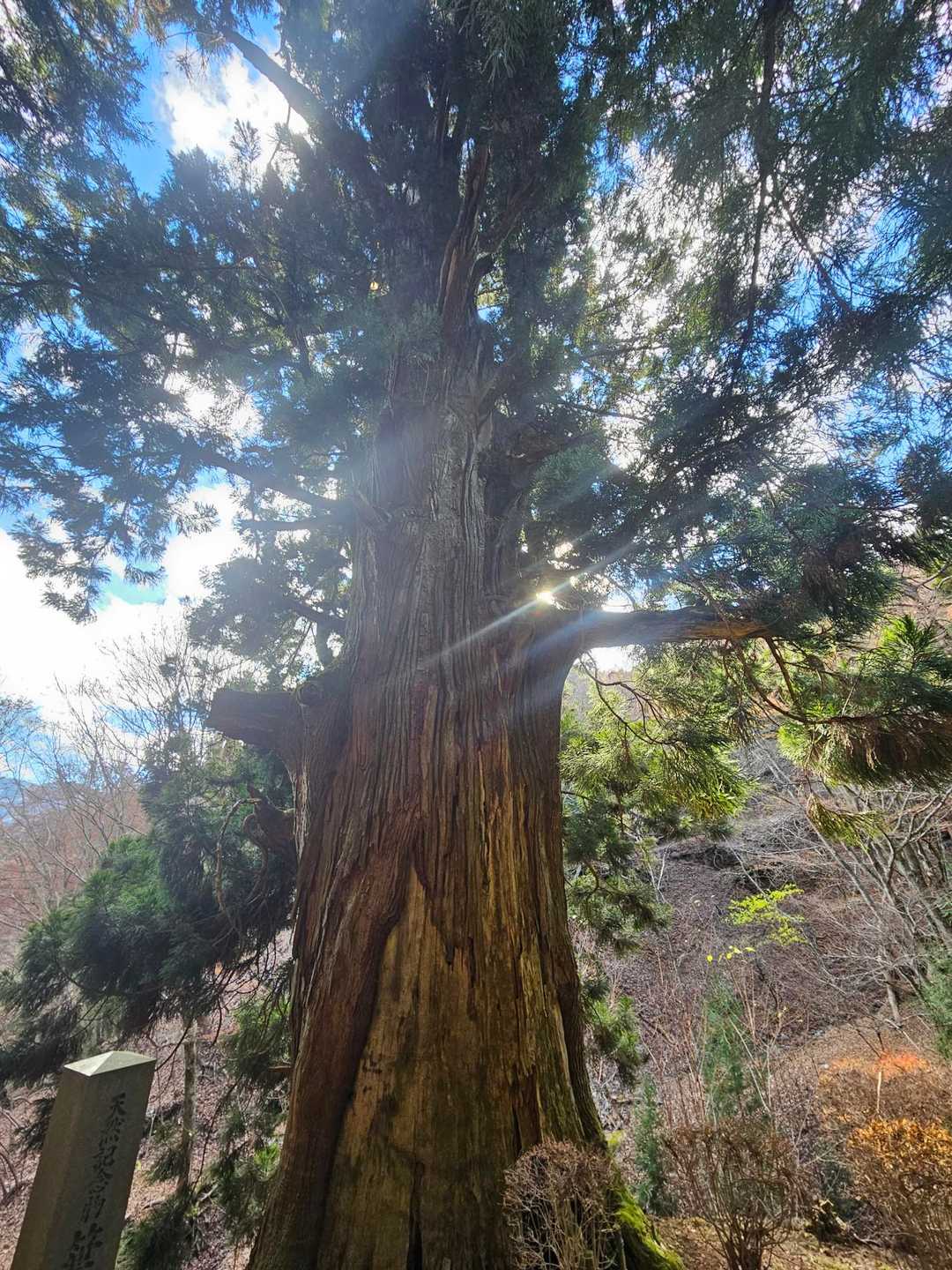矢立の杉、凄い迫力！