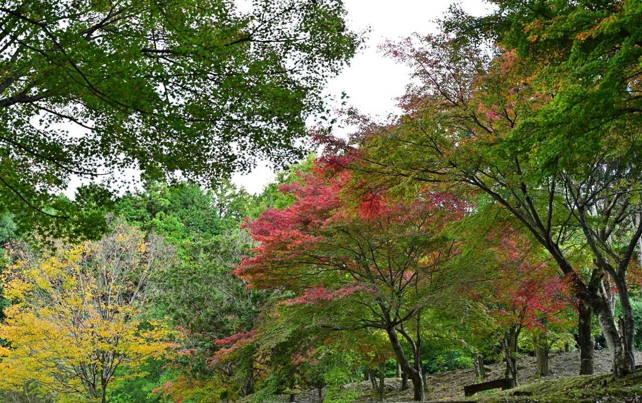 紅葉横目にバス停急ぐ
