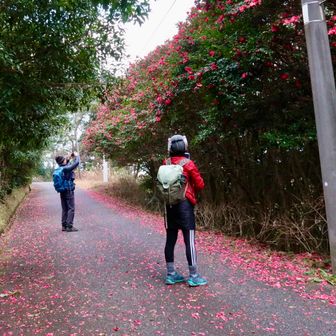 『油山』の名前の由来に
つばきから油を採っていた説があるようです。
なるほど　大木の椿（サザンカかも？）がいっぱい