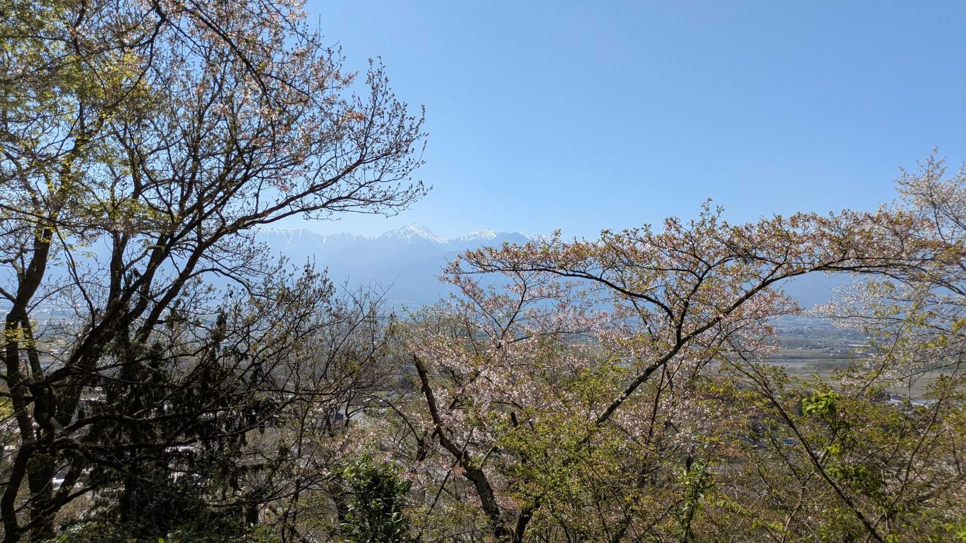 登山道途中から🌸越しに常念岳