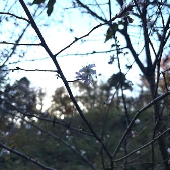 寒桜咲いてました。