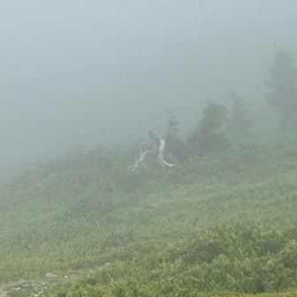 霧の中に佇む白骨化した木が見せるのは、朧げな変形した人型のような佇まい。
