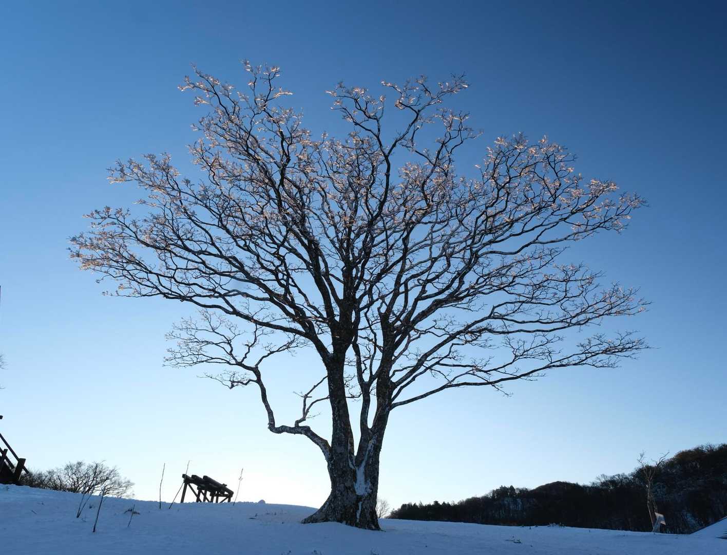 シンボルツリー　枝の先だけピンクに染まる🩷