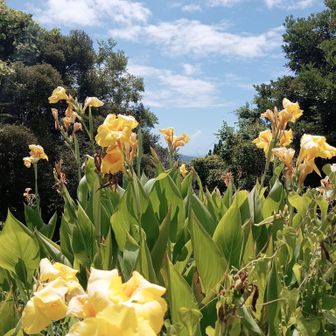 青空と黄色い花
なんのお花だろ〜