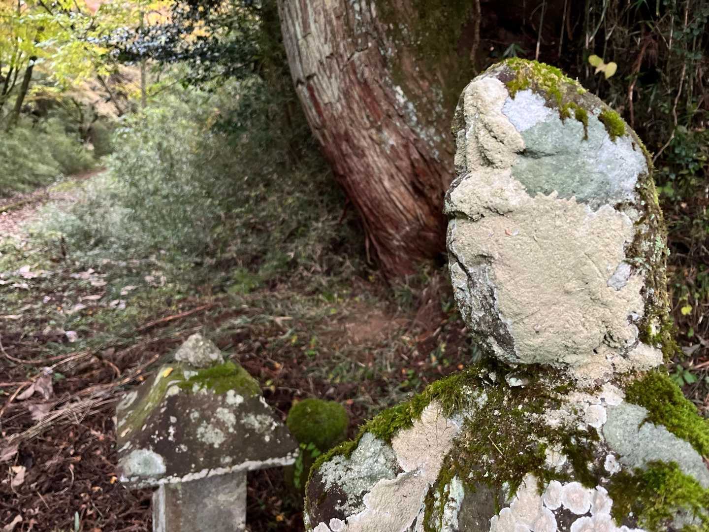 桃源台駅-湖尻峠-三国山-山伏峠-海ノ平 縦走コースの写真