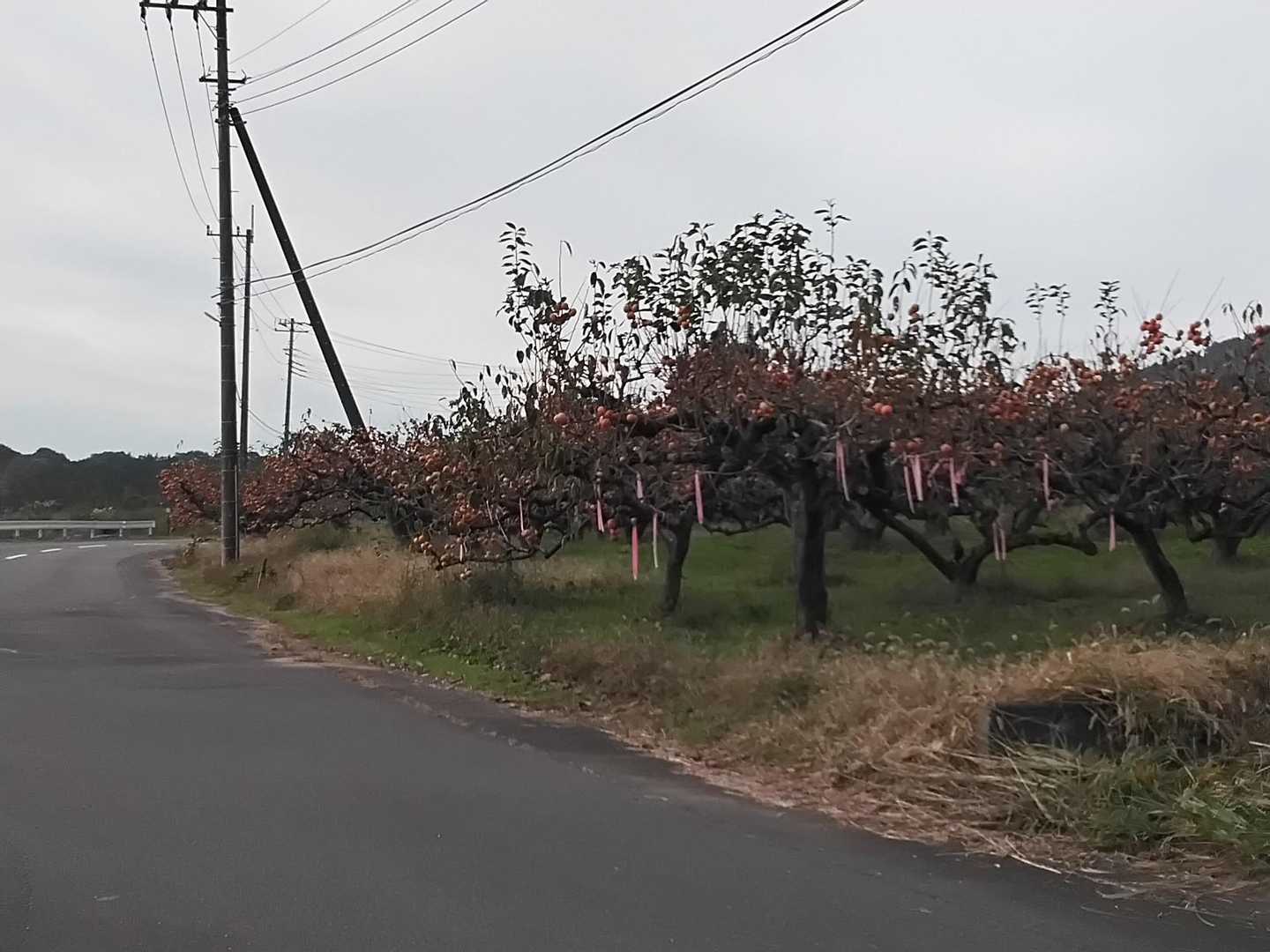 柿がなっています