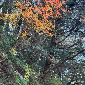 ちょっと見上げたら紅葉🍁