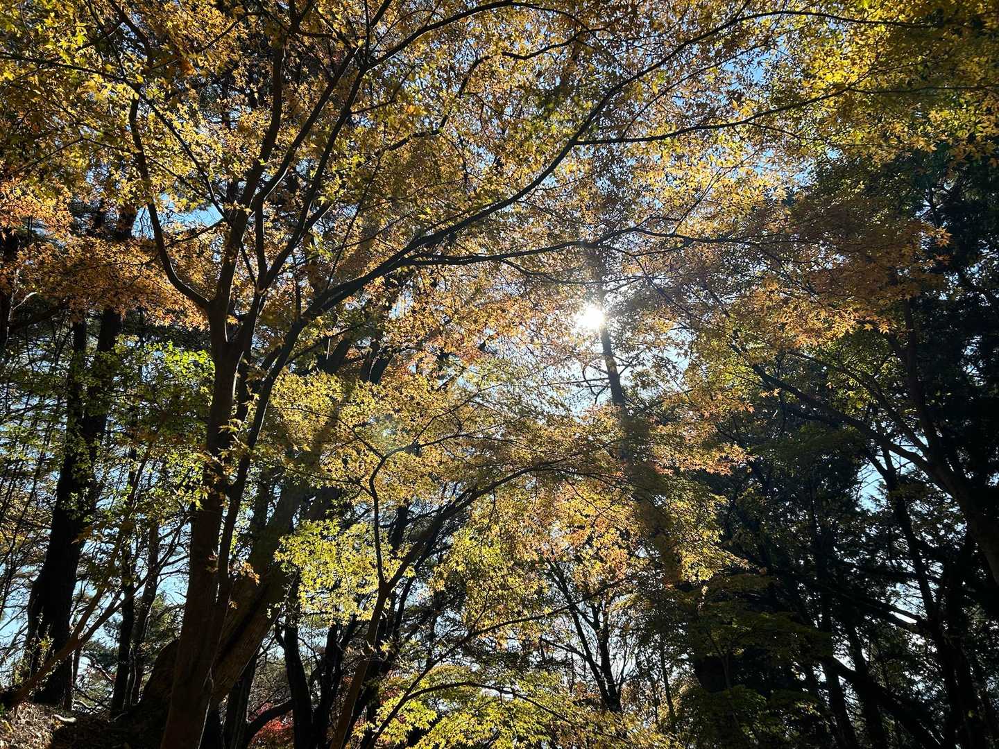 玄倉バス停-ゲート-弁当沢ノ頭-不動ノ峰-丹沢山-竜ヶ馬場 縦走コースの写真