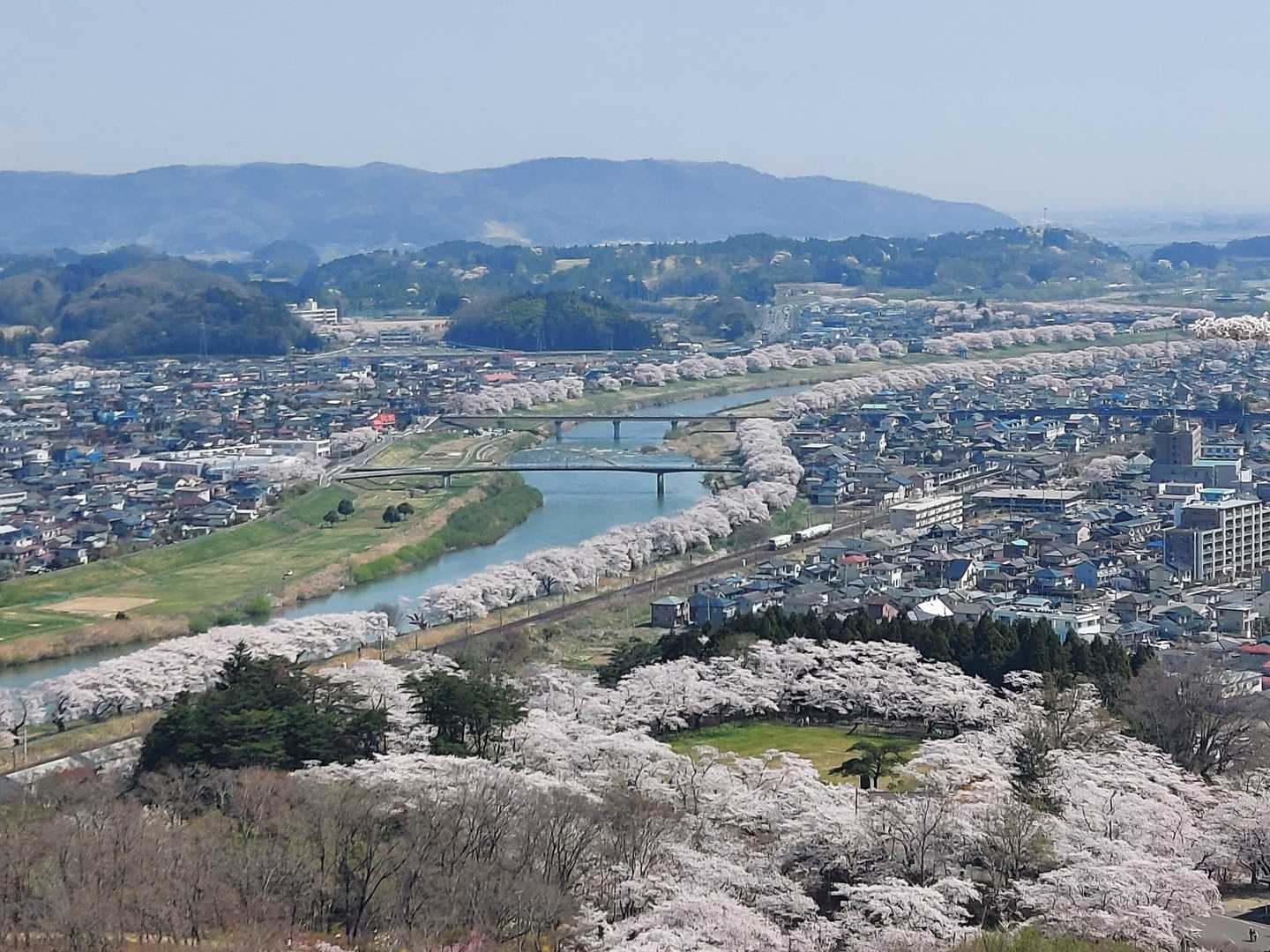🌸一目千本桜🌸
