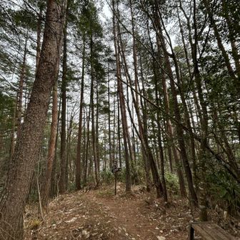 原山山頂付近のここ三叉路地点で昔、🐻クマが木の上から落下して来て、クマは他の方向へ逃げて行ったとの情報を今日、フォロワーさんからの実体験で聞きました😱
