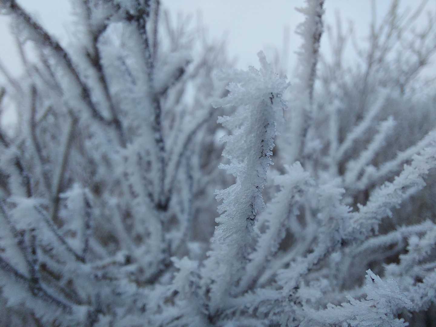 霧氷アーップ❄️